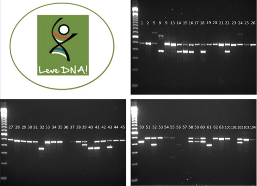 Het DNA resultaat